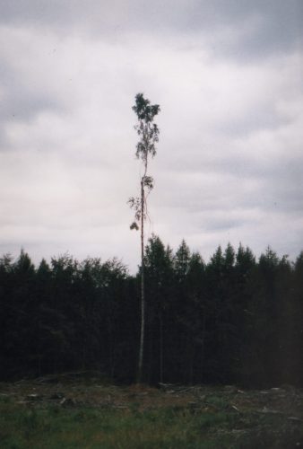 arbre résistance II, 2019, Scotland, pell couleur(2)